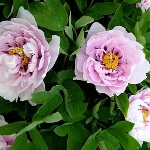 

Пион Синий сапфир древовидный розово-голубой