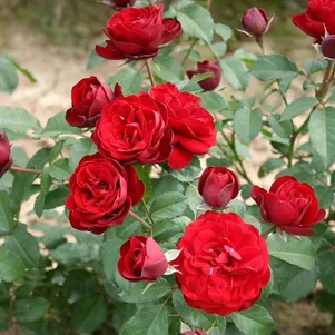 

Роза Лаваглут флорибунда, Imperial Rose