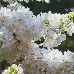 

Сирень Лебедушка