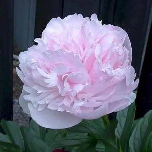 

Пион Леди Орхид