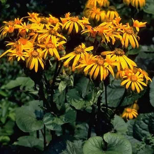 

Бузульник Дездемона