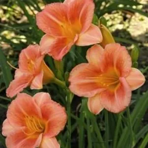 

Лилейник Лонгфилдс Батерфляй