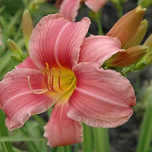 

Лилейник Прэйри Белс