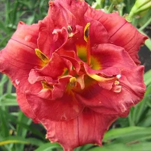 

Лилейник Роуз Корсаж