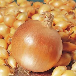 

Лук-севок Геркулес (желтый) 0,5 кг