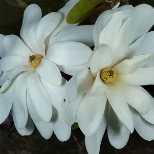 

Магнолия Роял Стар звездчатая