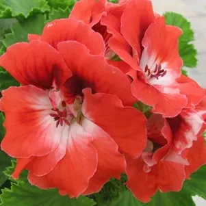 

Пеларгония королевская Мандарин