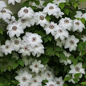 

Клематис Мисс Бейтман крупноцветковый (2)