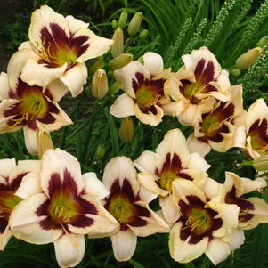 

Лилейник Мунлит Маскарад