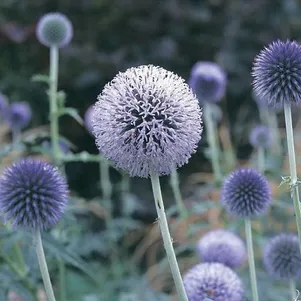 

Мордовник обыкновенный Тэплоу Блю