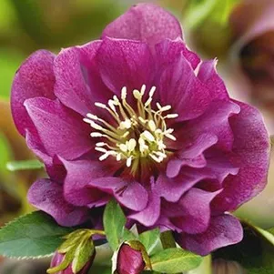 

Морозник махровый Эллен Ред