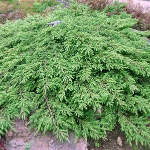 

Можжевельник обыкновенный Грин Карпет