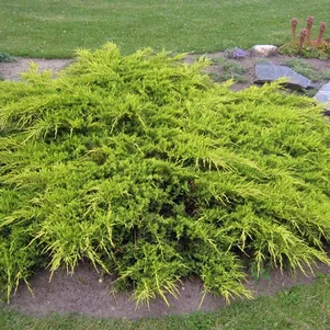 

Можжевельник средний Пфитцериана Ауреа