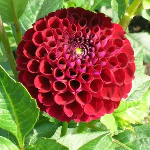 

Георгина Натал шаровидная