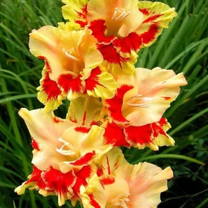 

Гладиолус Огни Арбата