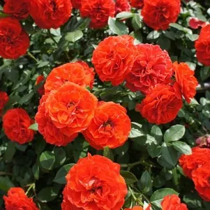 

Роза Оранж Мейландина миниатюрная, Top Roses