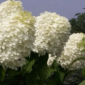 

Гортензия Фантом метельчатая