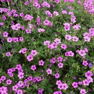 

Герань садовая Патриция