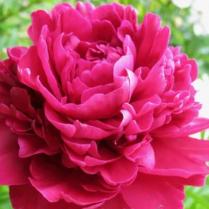 

Пион Пол м Уайлд