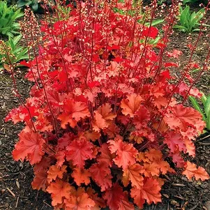 

Гейхера Пич Крисп