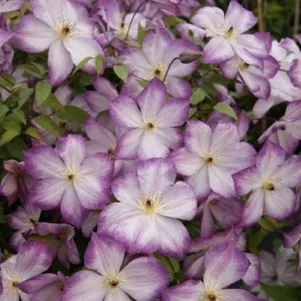 

Клематис Перниль мелкоцветковый (3)