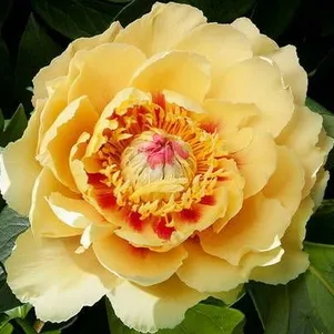 

Пион Бордер Шарм (ИТО)