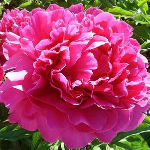 

Пион Банкер Хилл