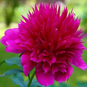 

Пион Перпл Спайдер