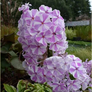 

Флокс Олл ин Ван метельчатый