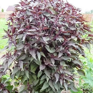 

Посконник Шоколате