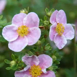 

Лапчатка кустарниковая Пинк Квин