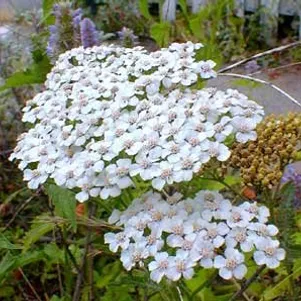 

Тысячелистник Вайт Бьюти