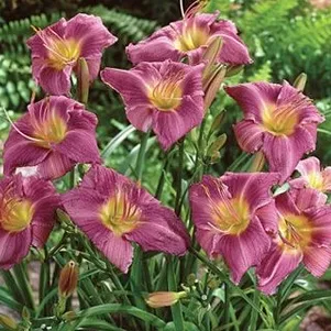 

Лилейник Прэйри Блу Айс