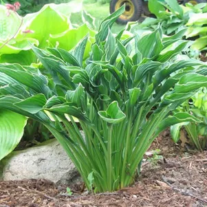 

Хоста Прэинг Хэндс (Молящиеся ручки) M