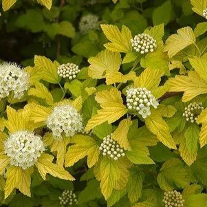 

Пузыреплодник Дартс Голд