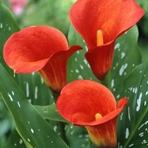 

Калла Ред Сокс