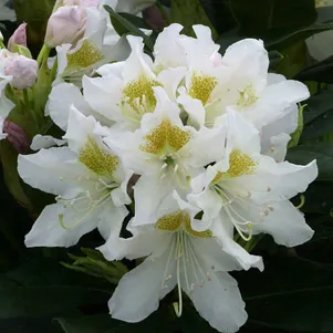 

Рододендрон Каннингемс Уайт