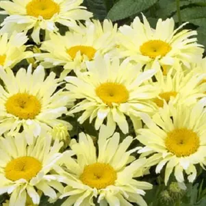 

Ромашка (Нивяник) Бродвей Лайтс