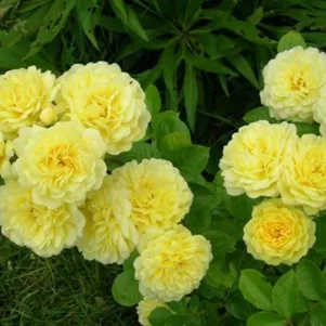

Роза Анни Дюпрей, флорибунда, Топалович (лиц)