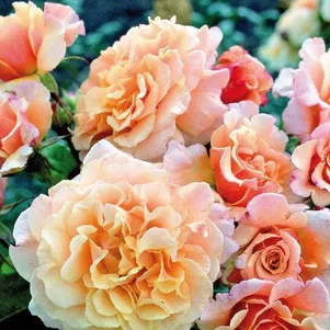 

Роза Карамелла кустарниковая, Кордес (лиц)