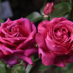 

Роза Шартрез Де Парм, Дельбар (лиц)