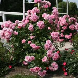 

Роза Ютерcен Розенпринцессин кустарниковая, Кордес (лиц)