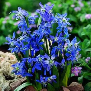 

Сцилла Спринг Бьюти 5 шт