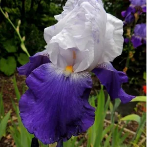 

Ирис бородатый Арпеж