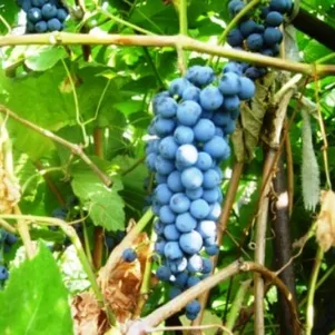 

Виноград Декоративный Сергеевой