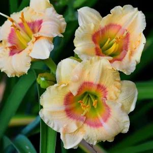 

Лилейник Силоам Бэби Толк