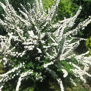 

Спирея ниппонская Сноумаунд