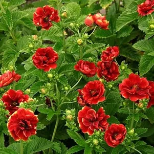 

Лапчатка Арк эн Силь