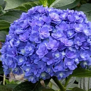 

Гортензия Тугезе (Вместе) крупнолистная ремонтантная (серия Ты и Я)