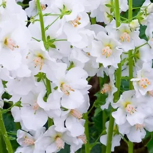 

Вербаскум (коровяк) Флаш оф Уайт